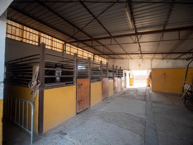 FINCA RÚSTICA CON ARBOLES FRUTALES Y CUADRA DE CABALLOS — 9