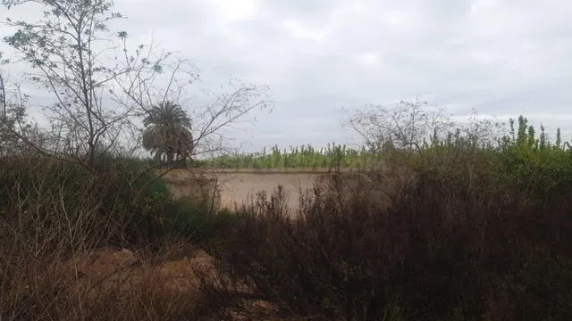 FINCA RUSTICA EN SAN MIGUEL DE SALINAS (ZONA LA MARQUESA) - foto 4