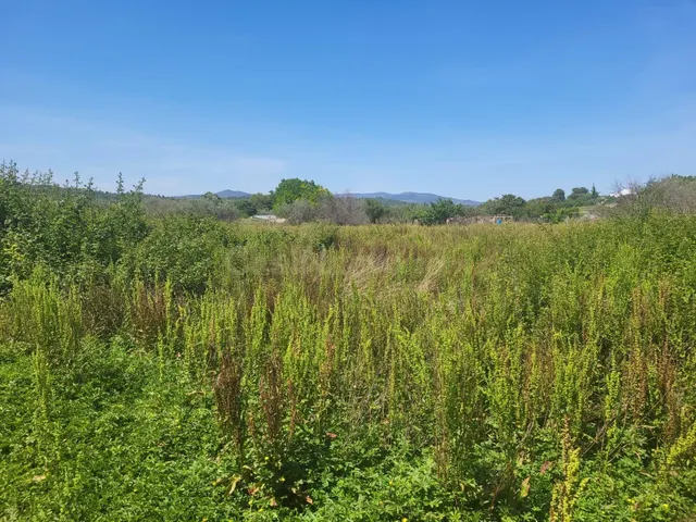 FINCA RUSTICA CERCA DEL REGALL ZONA DE HUERTA - foto 2