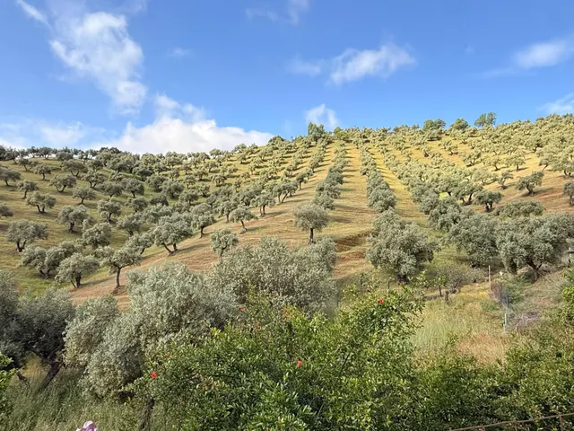 Finca rústica de 26 ha con 3.000 olivos ecológicos, cortijos y alta producción. — 50