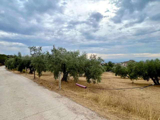 NIVAR - FINCA DE OLIVOS — 7