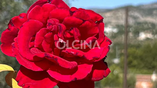 Exclusiva Casa de Campo en la Devesa, Ibi - Un Refugio de Lujo — 35