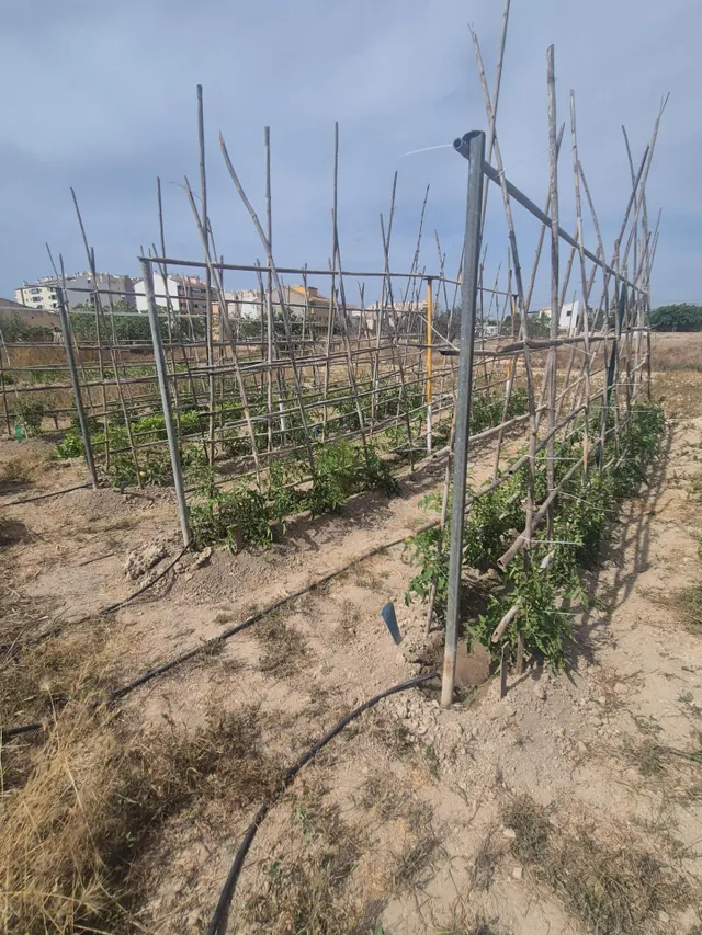¡Finca con vivienda y terreno urbano en Villajoyosa, a 10 mi - foto 3