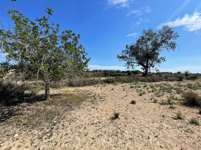 DISFRUTA DEL CAMPO A UN PASO DE LAS PLAYAS DE ELCHE — 6