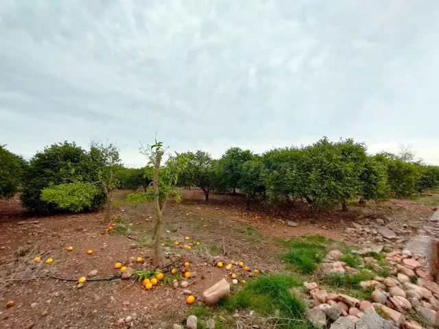 HUERTO DE NARANJAS EN PRODUCCIÓN - foto 2