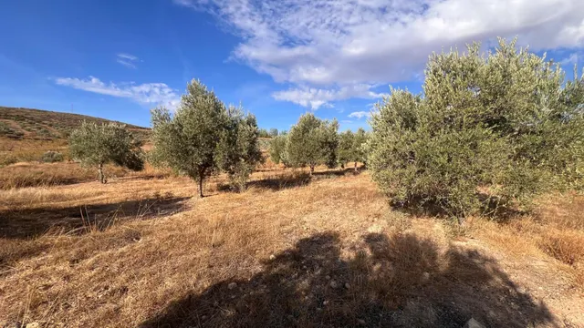 Excelente oportunidad: Finca rústica de 2 hectáreas con 300 olivos Picual — 9