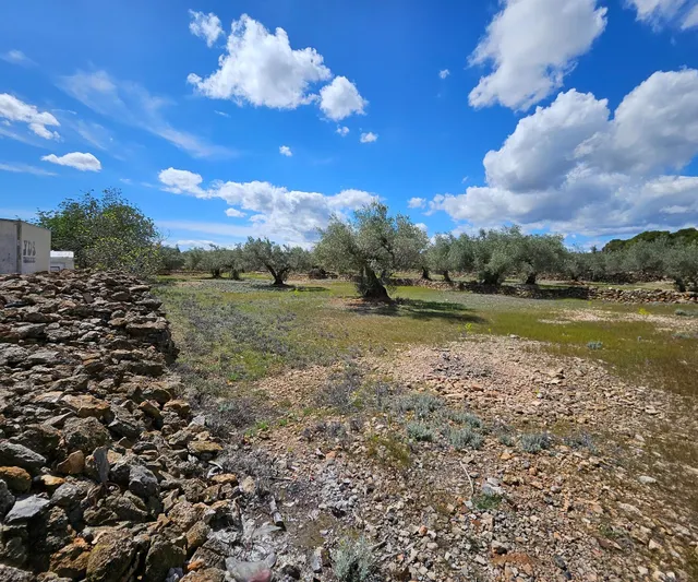 Finca Rustica de 45.344 m2, plana y plantada de olivos en producción — 10