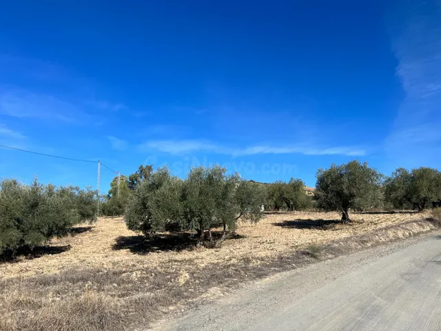 Terreno rústico con almendros y olivos en Almogía – 1,1 Hect - foto 4