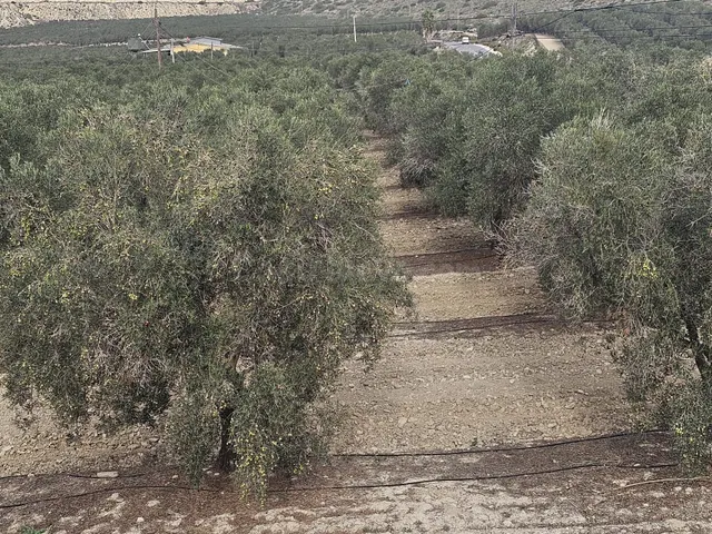 Finca con 26 hectáreas de terreno cultivado, ubicada en Torr - foto 4