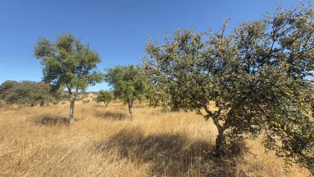 FINCA DE ENCINAR EN EL CERRO DEL ANDÉVALO — 14