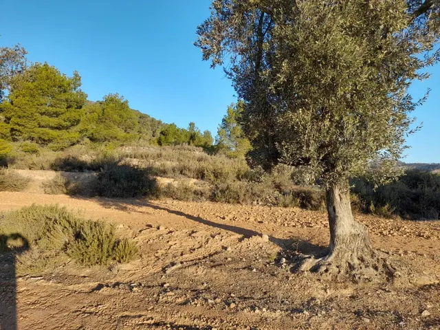 OCASION GRAN  FINCA EN PRODUCCION DE 8,4 HAS. EN CORBERA D´EBRE — 13