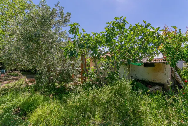 "¡Vive la vida en el campo! Terreno con casa de aperos y cultivos de olivos y frutales en ve — 17