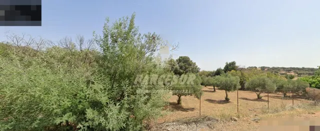 ZONA BELMEZ- Se vende finca agrícola de 39.000 m en total. — 4