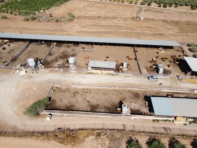 Gran explotación ganadera en lorca: capacidad para 760 cabezas y finca agrícola en producción — 8