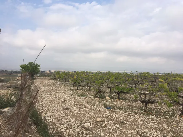 27.500 metros de terreno con plantacion de Uvas o para construir un Chalet — 6