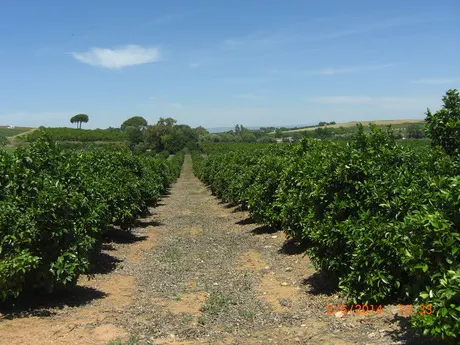FINCA DE NARANJOS — 2