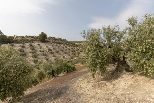 Olivar en venta - JAYENA — 6