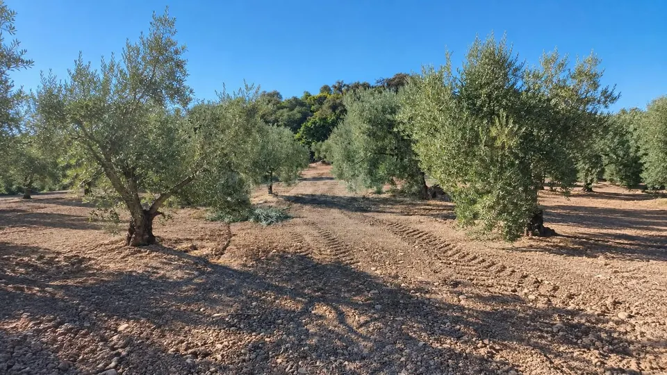 Terreno Rural en Cabra con Oportunidades Agrícolas
