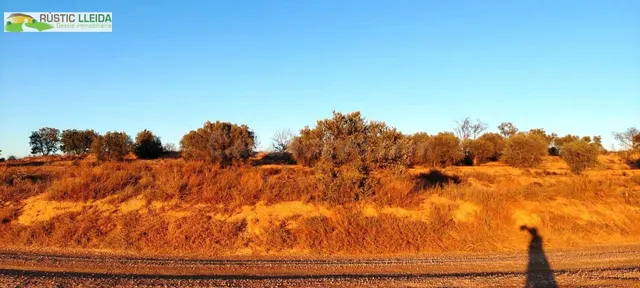 En venta finca rústica de regadío con olivos. - foto 4