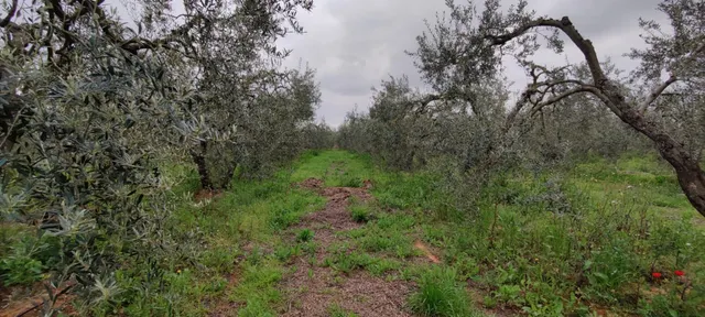 TERRENO TERCIARIO EN MAIRENA DEL ALJARAFE — 11
