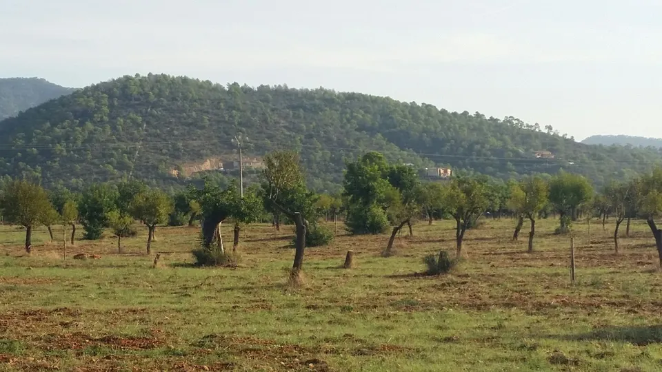 Parcela en Bunyola Parc