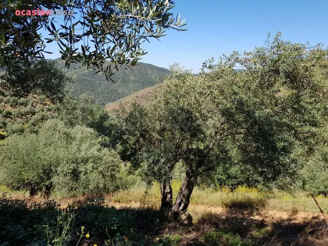 FINCA DE OLIVOS CON CORTIJO,NAVES Y MUCHA AGUA - foto 3
