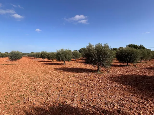Finca en Son Mesquida: un proyecto de vida en el campo mallorquín — 35