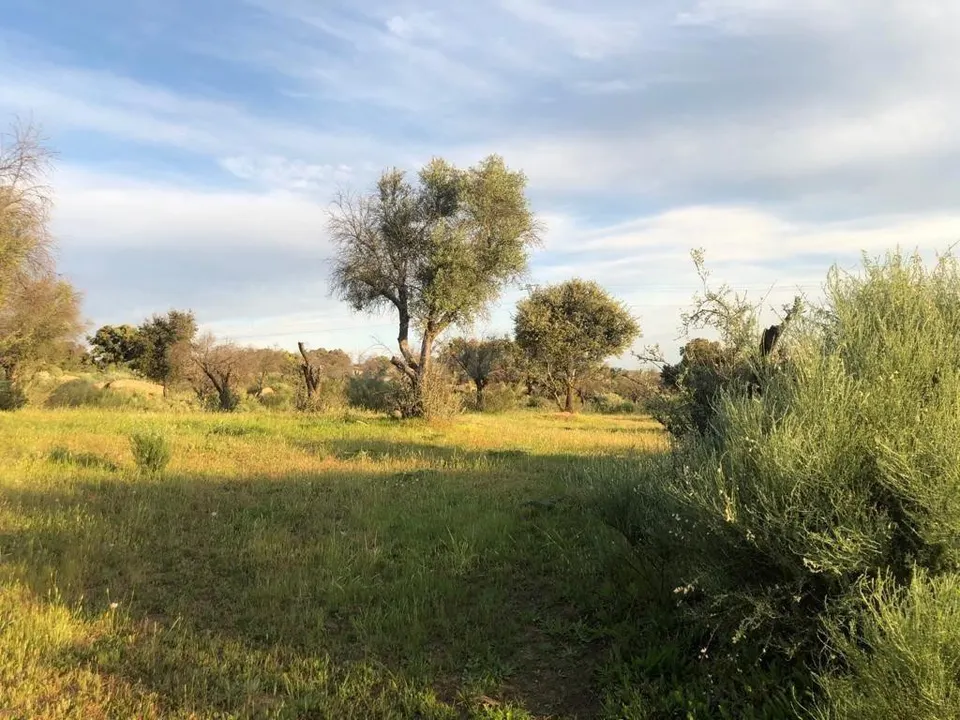 Terreno rural en venta - ALDEA DEL CANO