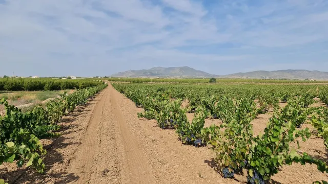 Terreno rústico para proyecto en Pinoso (Alicante) — 8