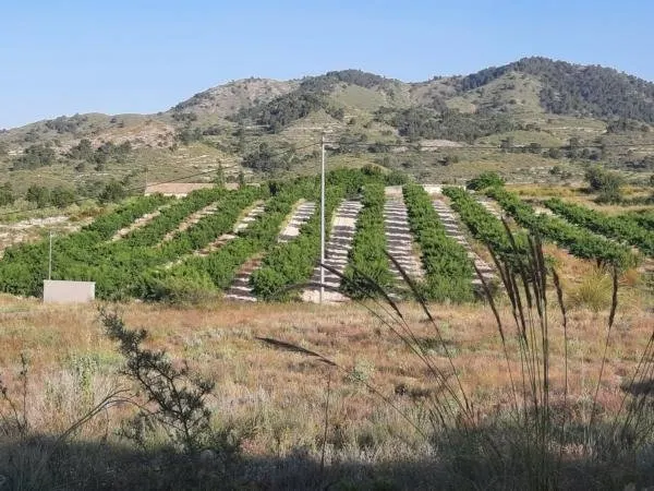 Terreno en la Alquebla — 3