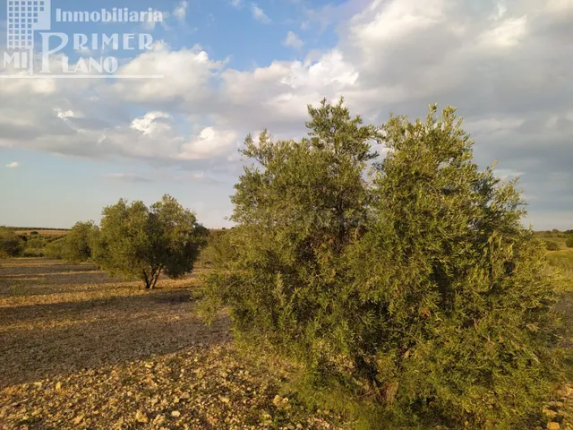 Se vende finca rustica destinada a olivo, la finca cuenta co - foto 5