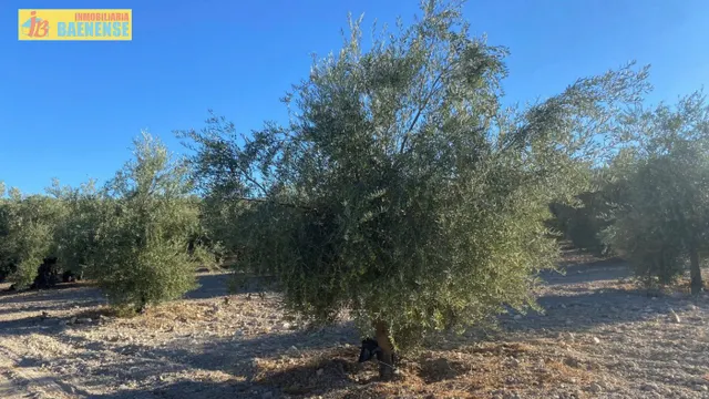 Olivar intensivo en buena ubicación — 2