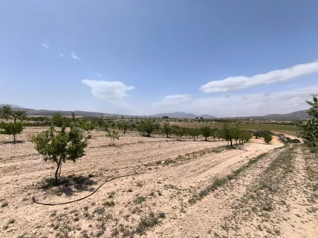 Parcela agrícola en venta - Pinoso, Comunidad Valenciana - foto 4