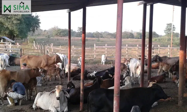 SE VENDE FINCA GANADERA EN EL MUNICIPIO DE MAHATES BOLIVAR — 15