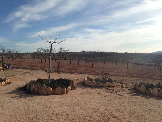 Chalet con terreno plantado — 5