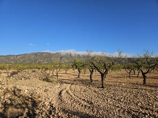 Solar para construir en Pinoso en buena zona