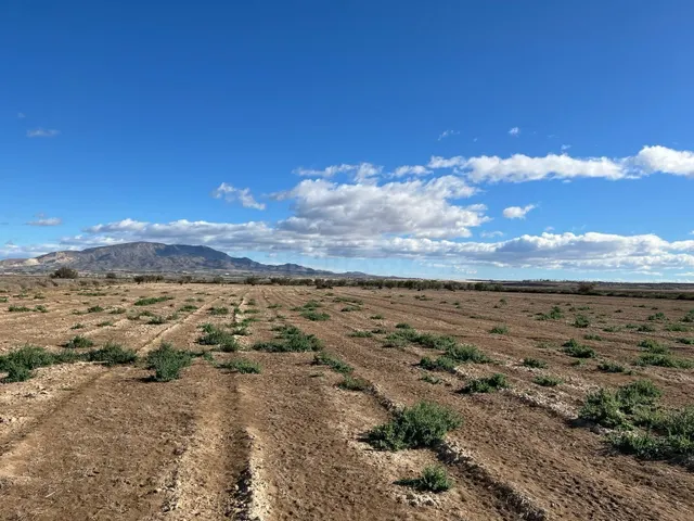 Terreno Rústico - Paraje de la Alcanara, Alhama