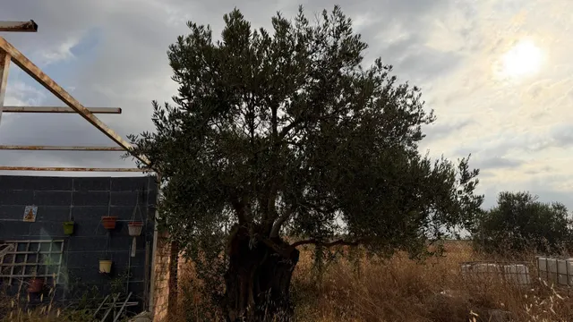 ¡Ocasión en Trigueros! Finca rústica totalmente legalizada con excelente acceso y gran tranquilidad — 40