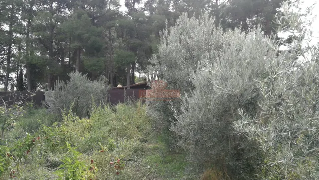 SE VENDE CASA CON TERRENO DE MÁS DE 3000 MTS EN LA URB. OJOS DE SAN JORGE JUNTO A LOS PRADOS — 44