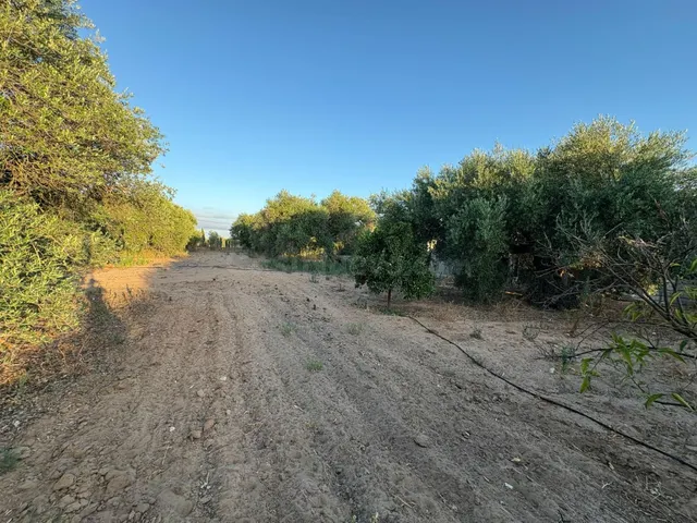 Parcela de Oportunidad con Nave y Olivos en Venta - foto 2