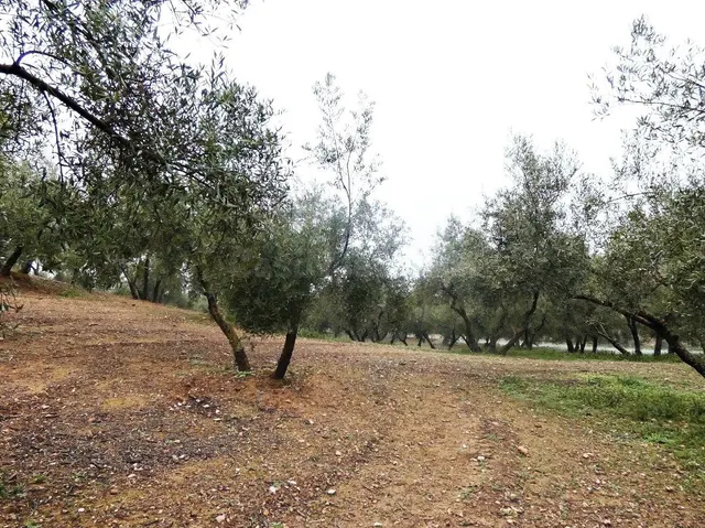 Finca rústica en Peligros – Excelente ubicación y acceso — 4