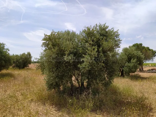 Se vende finca rustica destinada a olivo, la finca cuenta co - foto 4