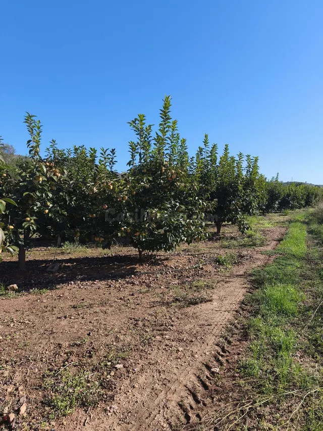 Terreno rural en venta - Comunidad valenciana