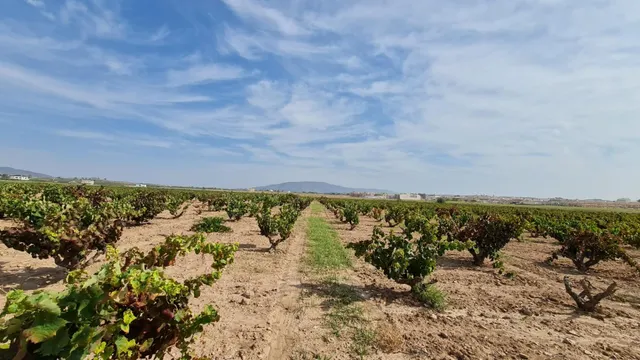 Terreno rústico en venta cerca Pinoso (Alicante) — 9