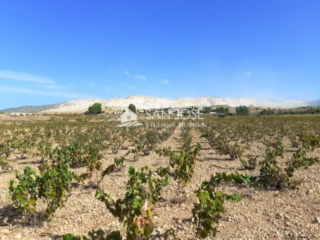 SE VENDE PARCELA EN PRODUCCION DE VIÑA MONASTRELL , ALGUEÑA - foto 2
