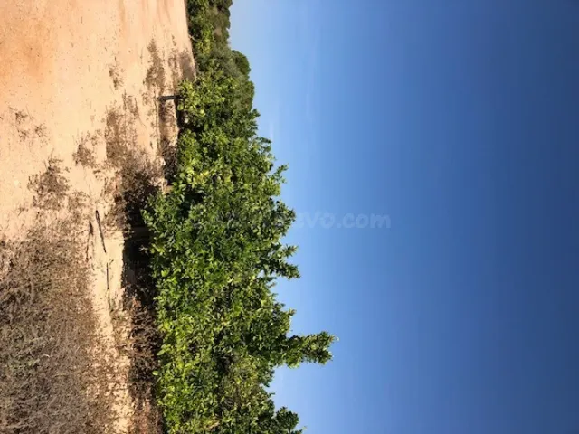 Finca rustica de 226 HECTAREAS .posibilidad montar placas fo - foto 3