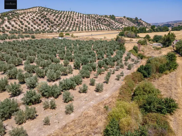 GRAN OPORTUNIDAD !!!! OLIVAR EN VENTA..... — 4