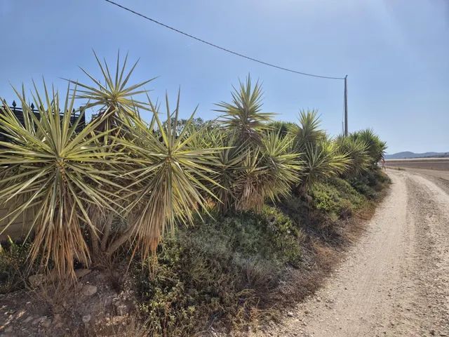 Finca con 1.200 viñas y gran potencial de desarrollo cerca de Aspe — 11
