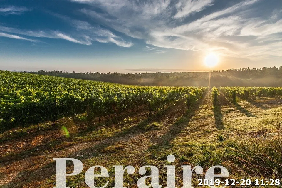 BODEGA CON VIÑEDOS, 25 HECTÁREAS
