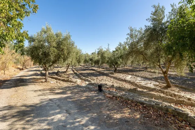 Magnífica parcela con olivos en producción - foto 2